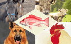 Homeopathic and Livestock